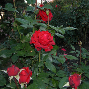Много тъмно червена,не избледнява - Чайно хибридни рози 